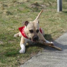 Amerikansk staffordshire terrier Tilde