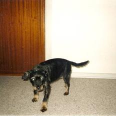 Blanding af racer sussie er Død