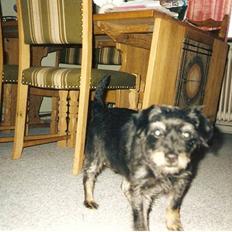 Blanding af racer sussie er Død