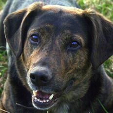 Blanding af racer Nala [Mor & Far's]