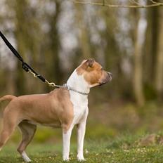 Amerikansk staffordshire terrier Tinka 