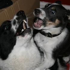 Blanding af racer Couda