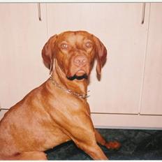 Vizsla Balou