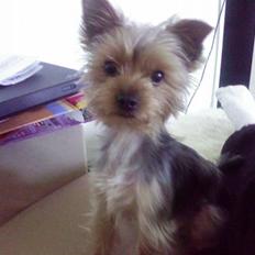 Yorkshire terrier Miko