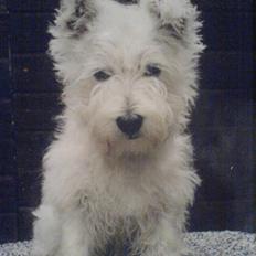 West highland white terrier Coco
