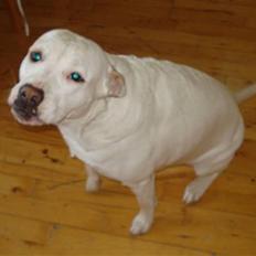 Blanding af racer Tille