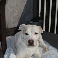 Blanding af racer Tille