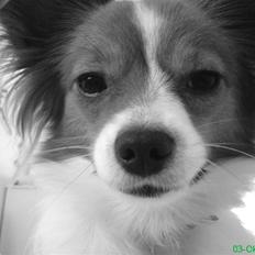 Papillon Liva (himmelhund)