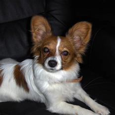 Papillon Liva (himmelhund)