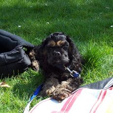 Amerikansk cocker spaniel Oscar