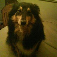 Shetland sheepdog geisha