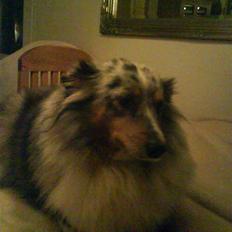 Shetland sheepdog dina