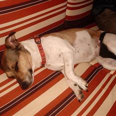 Jack russell terrier bella =)