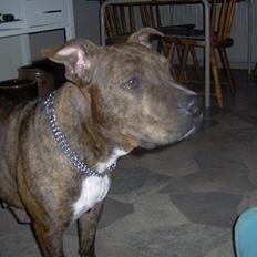Amerikansk staffordshire terrier shila