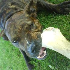 Amerikansk staffordshire terrier shila