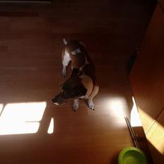 Jack russell terrier bella =)