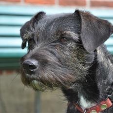 Blanding af racer hysse