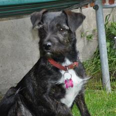 Blanding af racer hysse