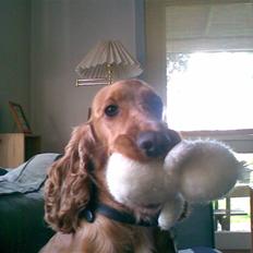 Cocker spaniel Sif  *SOLGT