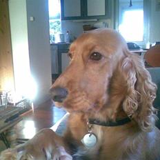 Cocker spaniel Sif  *SOLGT