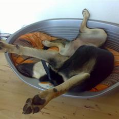 Blanding af racer Laika