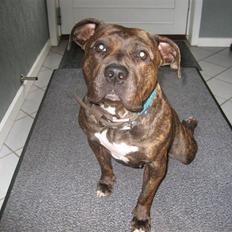 Amerikansk bulldog Mini