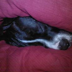 Amerikansk staffordshire terrier Buffy