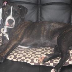 Amerikansk staffordshire terrier Buffy