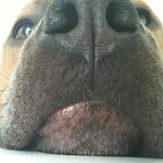 Amerikansk staffordshire terrier Shiva