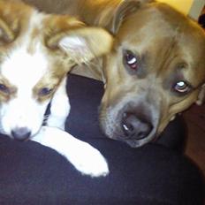 Amerikansk staffordshire terrier Shiva