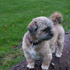 Lhasa apso Sille