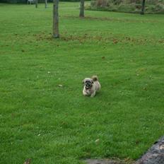 Lhasa apso Sille