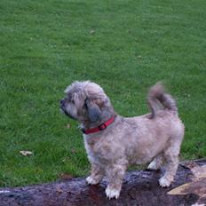 Lhasa apso Sille