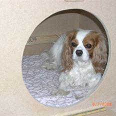 Cavalier king charles spaniel Molly Død 1 Februar 2010.