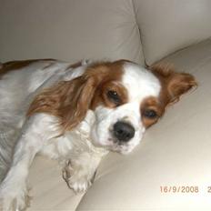 Cavalier king charles spaniel Lady DØD DEN 29 SEP 2011.