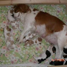 Cavalier king charles spaniel Lady DØD DEN 29 SEP 2011.