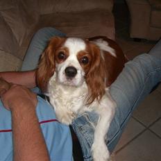Cavalier king charles spaniel Lady DØD DEN 29 SEP 2011.