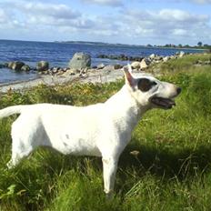 Bullterrier miniature Machon's Gogo Babe R.I.P 