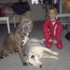 Bullterrier miniature Machon's Gogo Babe R.I.P 