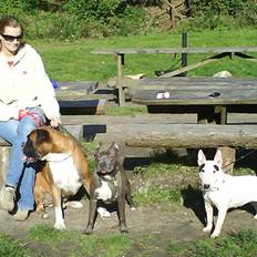 Bullterrier miniature Machon's Gogo Babe R.I.P 