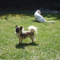 Chihuahua Royal Flash *ENZO <3*