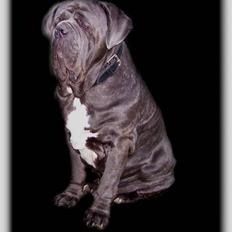 Mastino napoletano Falco