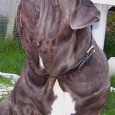 Mastino napoletano Falco