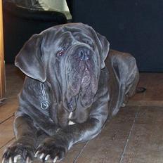 Mastino napoletano Falco