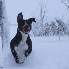 Blanding af racer Tascha