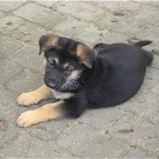 Schæferhund Zika