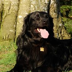 Flat coated retriever Rollo R.I.P