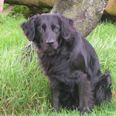 Flat coated retriever Rollo R.I.P