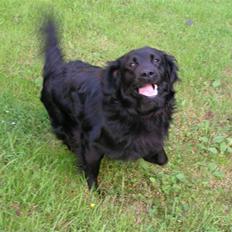 Flat coated retriever Rollo R.I.P