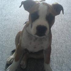 Amerikansk staffordshire terrier Bailey